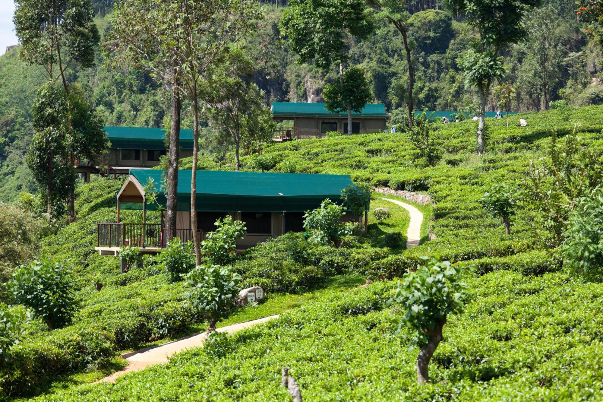 Madulkelle Tea And Eco Lodge Kandy Exterior foto